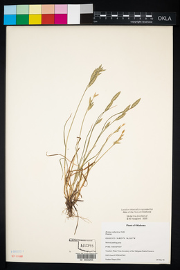 Bromus catharticus image