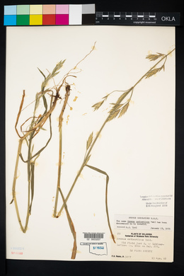 Bromus catharticus image