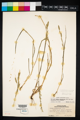 Bromus catharticus image