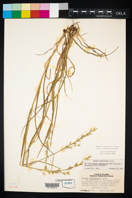 Bromus catharticus image