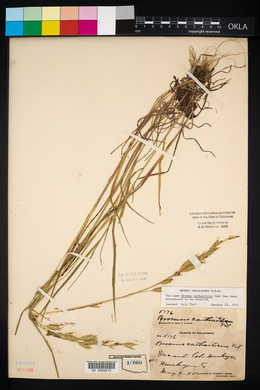 Bromus catharticus image