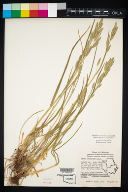 Bromus catharticus image