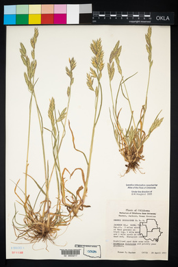 Bromus catharticus image