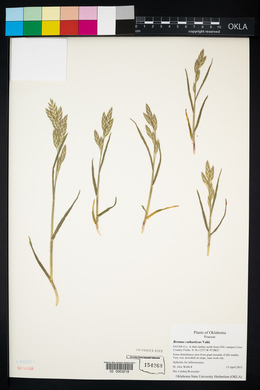 Bromus catharticus image