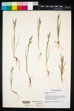 Bromus catharticus image