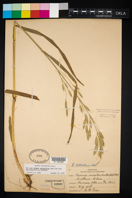 Bromus catharticus image