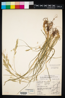 Bromus catharticus image