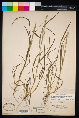 Bromus catharticus image