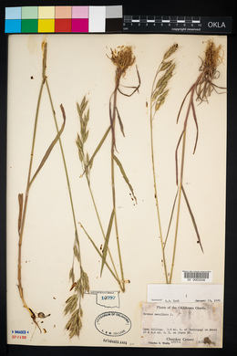 Bromus secalinus image