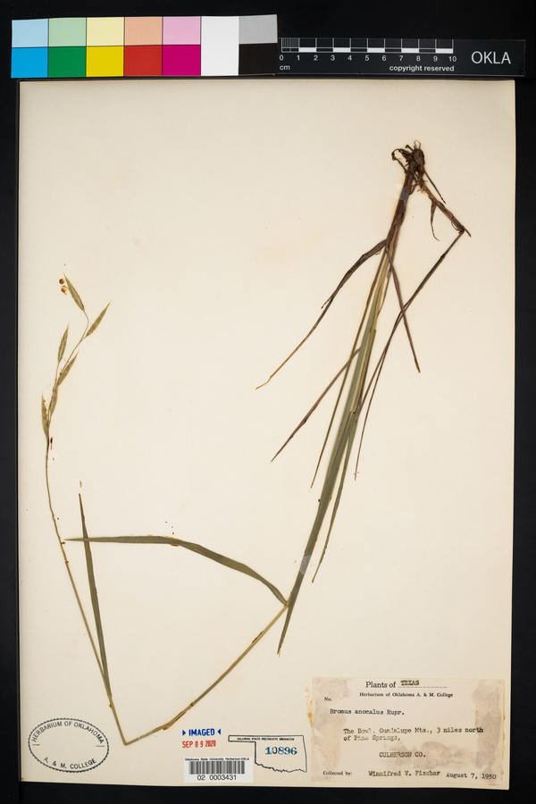 Bromus anomalus image