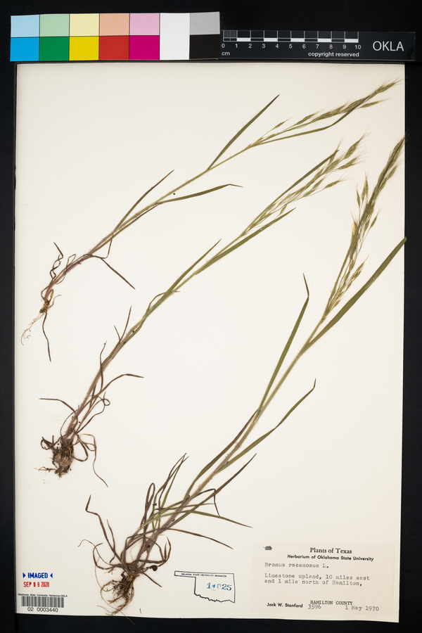 Bromus racemosus image