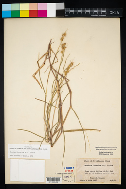 Cenchrus spinifex image