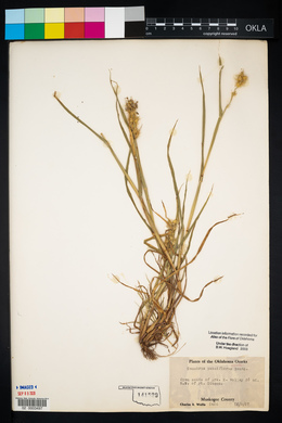 Cenchrus spinifex image