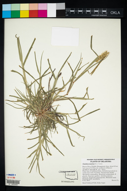 Cenchrus spinifex image