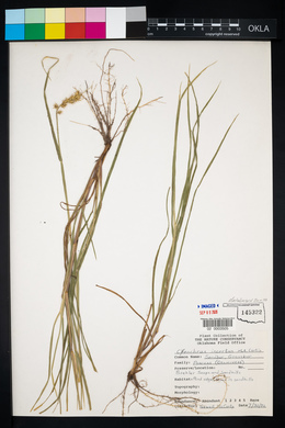 Cenchrus spinifex image