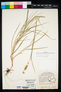 Cenchrus spinifex image