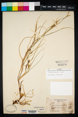 Cenchrus spinifex image