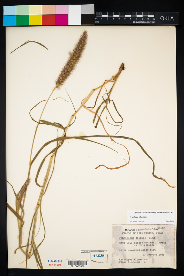 Pennisetum ciliare var. ciliare image