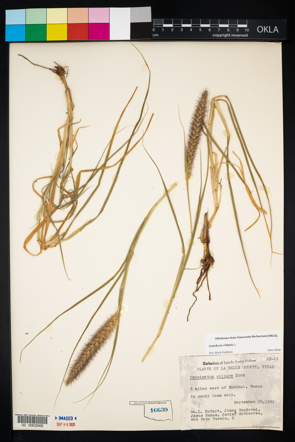 Pennisetum ciliare var. ciliare image