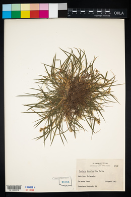 Cenchrus spinifex image