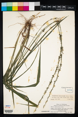 Chasmanthium sessiliflorum image