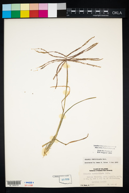 Chloris verticillata image