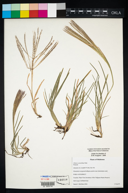 Chloris verticillata image