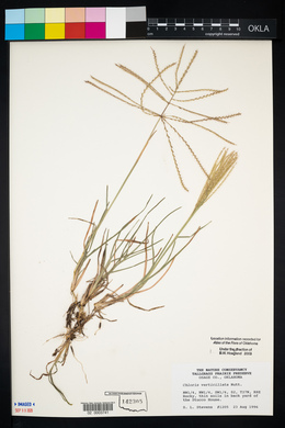 Chloris verticillata image