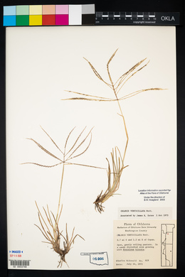 Chloris verticillata image