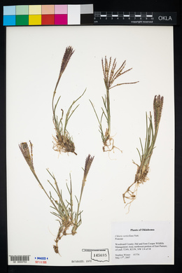 Chloris verticillata image