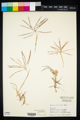 Chloris verticillata image