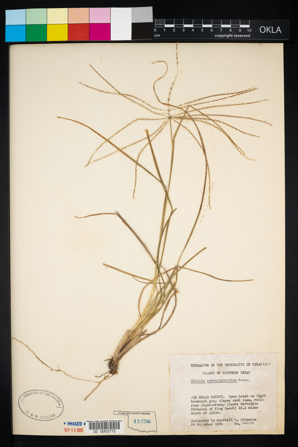 Chloris andropogonoides image