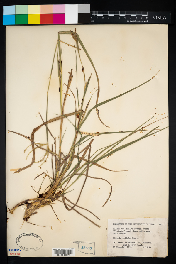 Chloris ciliata image