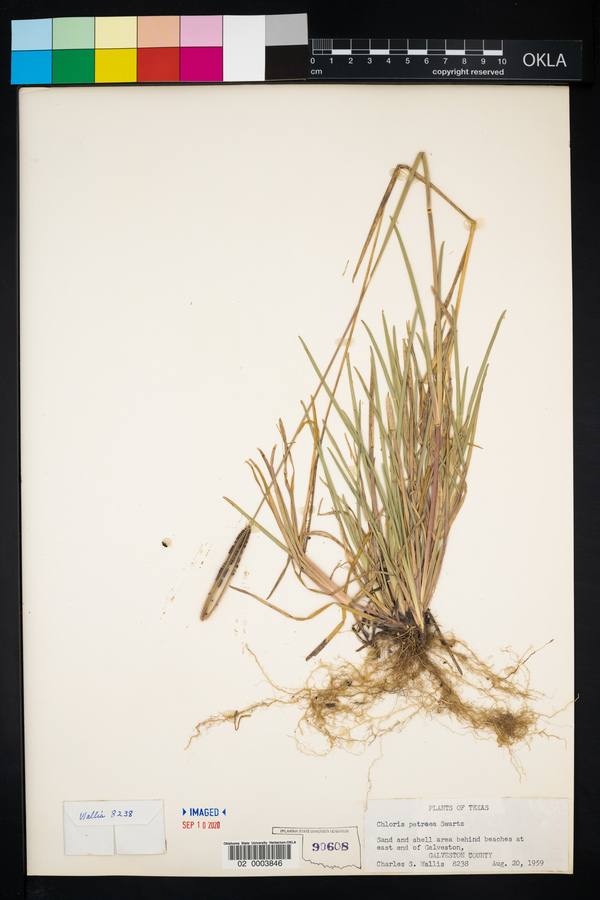 Eustachys petraea image