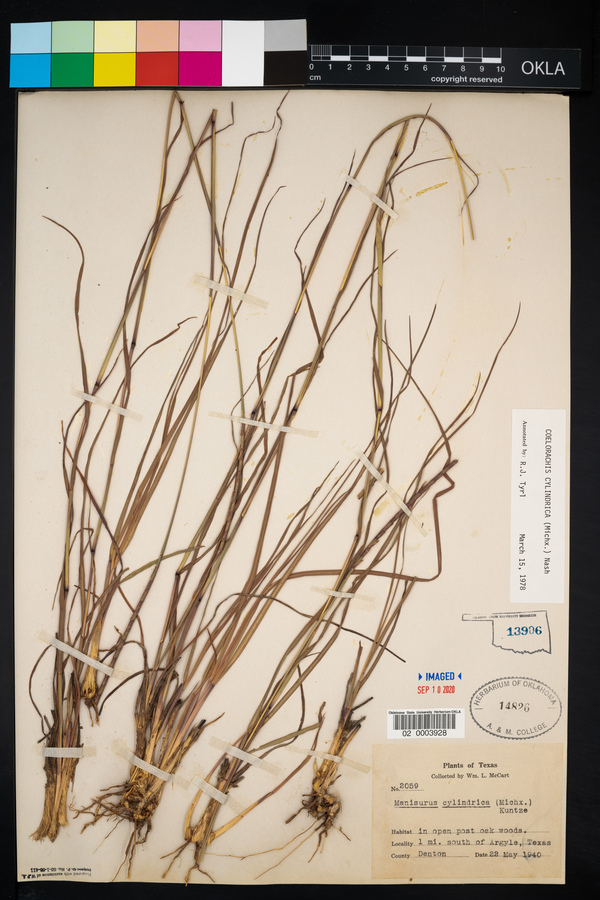 Coelorachis cylindrica image