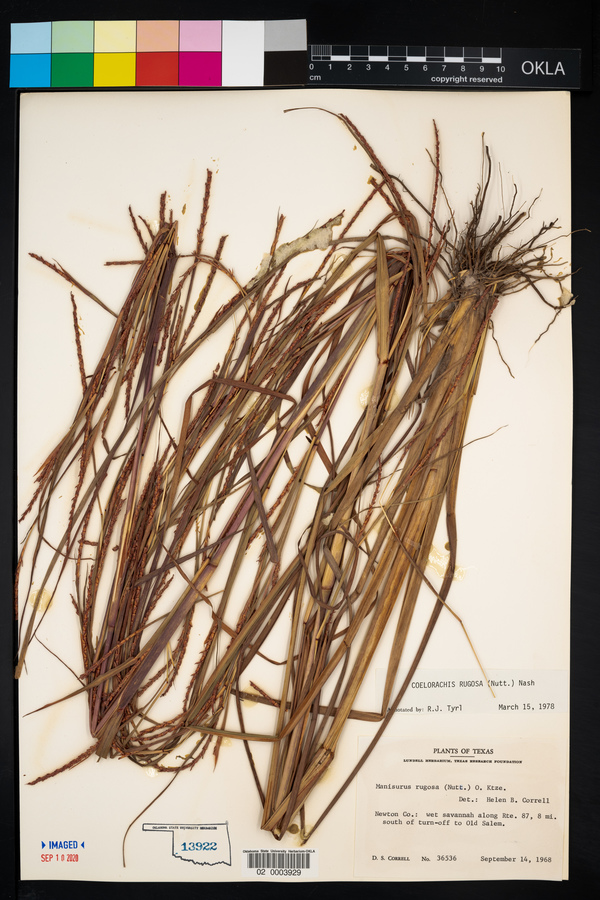 Coelorachis rugosa image