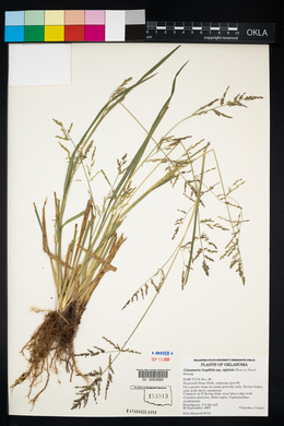 Coleataenia longifolia subsp. rigidula image