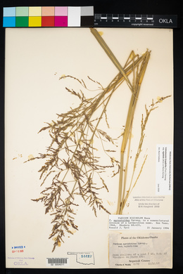 Coleataenia longifolia image