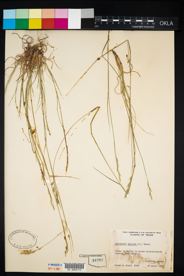 Danthonia spicata image