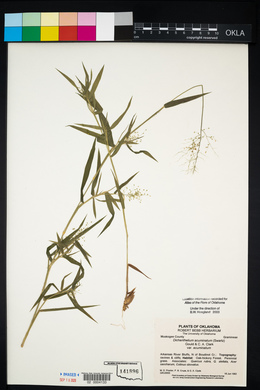 Dichanthelium acuminatum subsp. acuminatum image