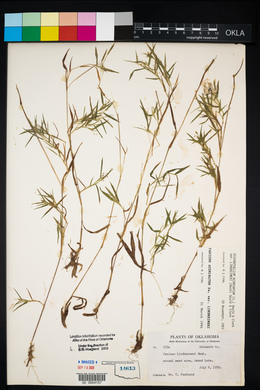 Dichanthelium acuminatum subsp. lindheimeri image