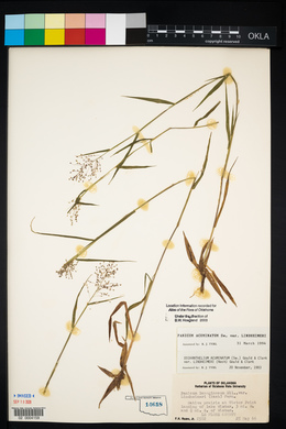 Dichanthelium acuminatum subsp. lindheimeri image