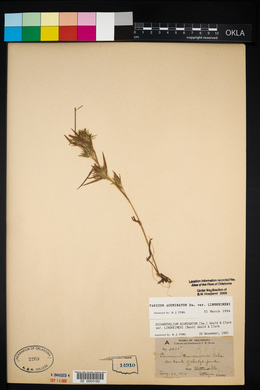 Dichanthelium acuminatum subsp. lindheimeri image