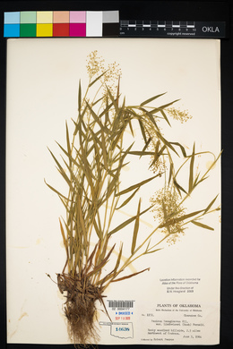 Dichanthelium acuminatum subsp. lindheimeri image