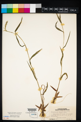 Dichanthelium acuminatum subsp. lindheimeri image