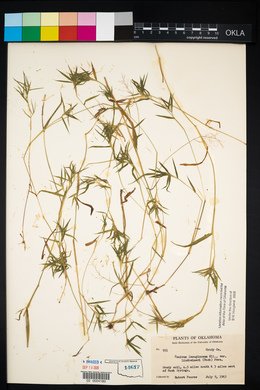 Dichanthelium acuminatum subsp. lindheimeri image