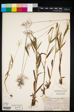 Dichanthelium acuminatum subsp. acuminatum image