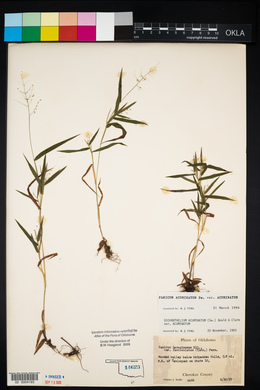 Dichanthelium acuminatum subsp. acuminatum image