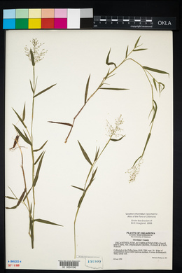 Dichanthelium acuminatum subsp. acuminatum image