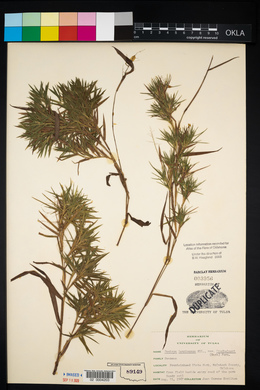 Dichanthelium acuminatum subsp. lindheimeri image